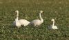 Bewick's Swan at Wallasea Island (RSPB) (Steve Arlow) (124600 bytes)